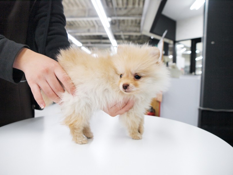 .小さめボディでカスタードプリン系のクリームコート | ポメラニアン （119204） - 梅島店