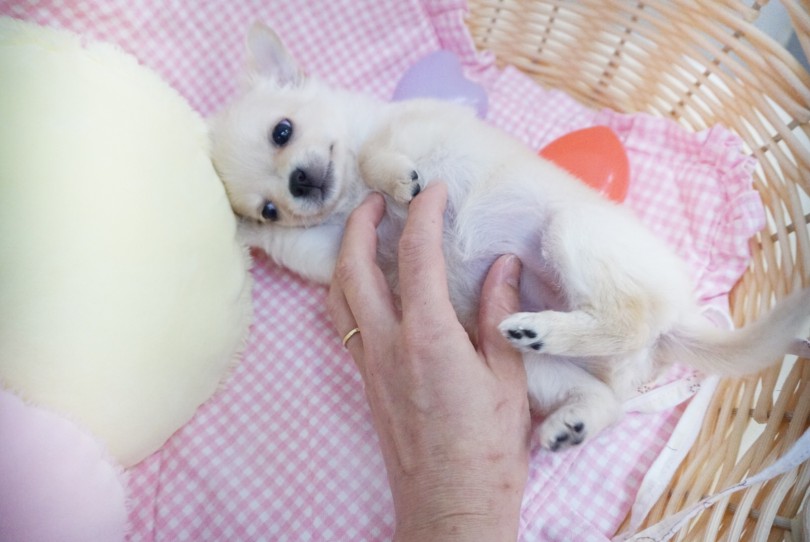 チワワちゃんとのコンパクトライフをスタートしませんか？ | チワワ （6130872） - 大倉山店