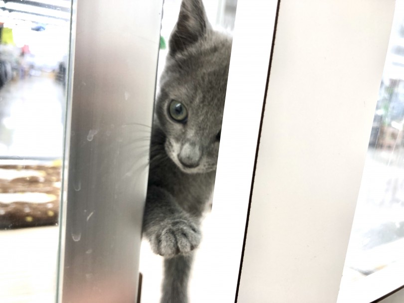 飼い主思いで甘えん坊な性格 | ロシアンブルー （512636） - 本羽田店