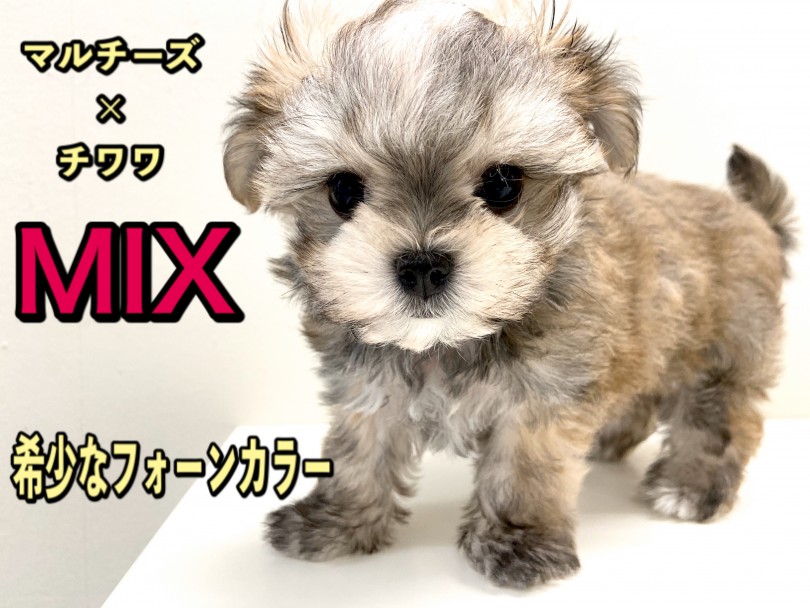 【 MIX 】希少なフォーンカラー！マルチーズ×チワワのマルチワワ！