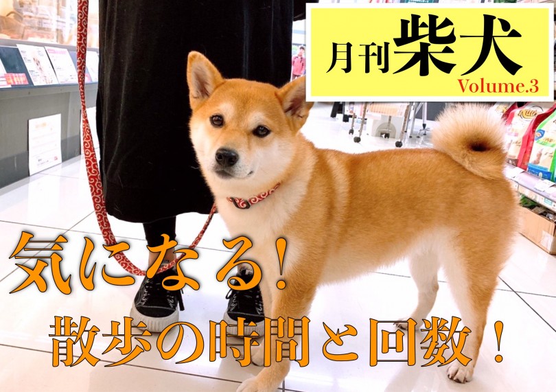 【 月刊柴犬 】柴犬のお散歩の時間と工夫していること!