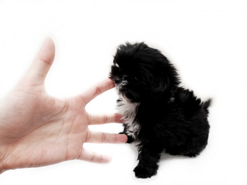 小型犬とのお家の中での過ごし方 - 一緒に遊ぶ | MIX犬 （119203） - 梅島店