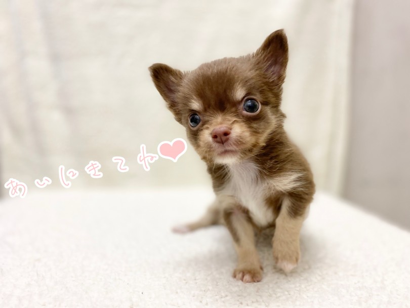 チワワちゃんと楽しい生活始めてみませんか？ | チワワ （116394） - 下丸子店