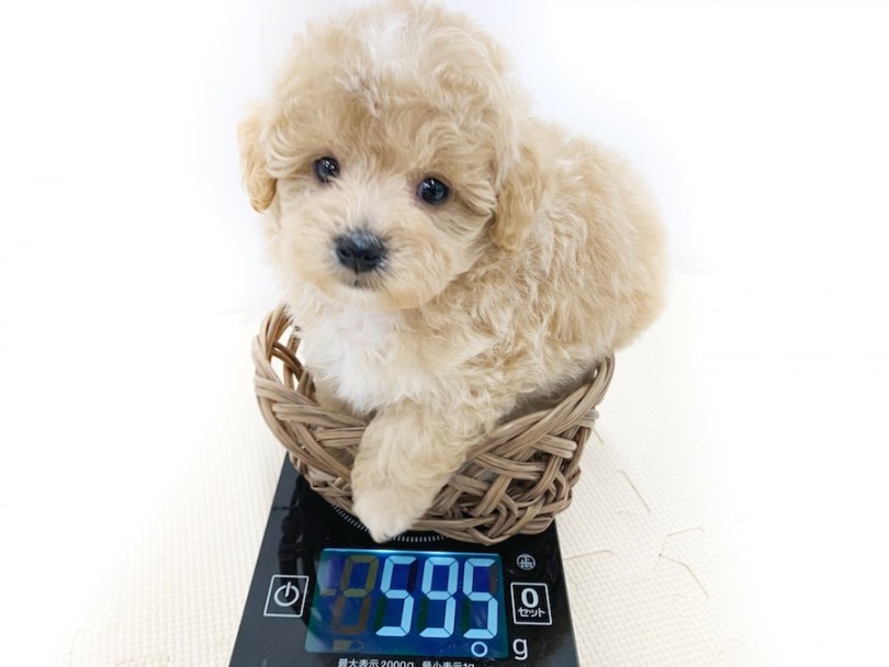 成犬時には2kg前後を予想 | MIX犬 （814584） - 相模大塚店