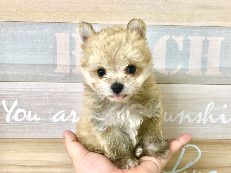 MIX犬らしくお父さんからもお母さんからも沢山のチャームポイントを貰ってます | MIX犬 （118416） - 城山店