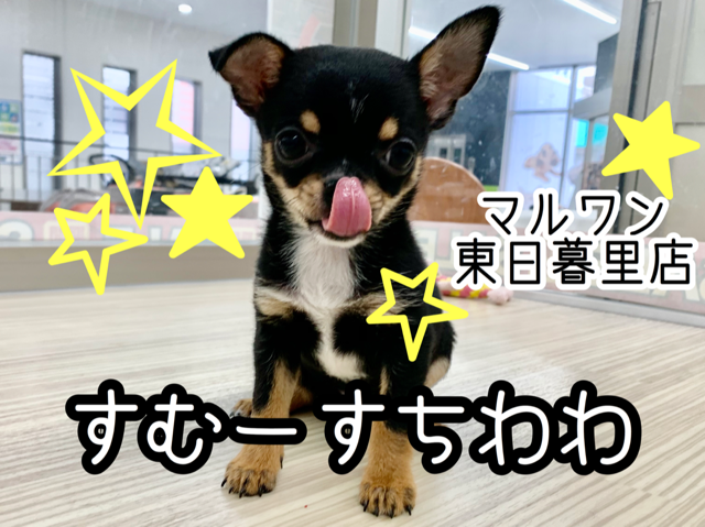 【 チワワ 】光るスムースコート！お手入れ楽ちんの可愛いブラタンチワワ登場！