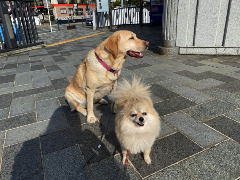 愛犬2頭を連れて行きました♪ | おすすめWANスポット - ペットとの旅行