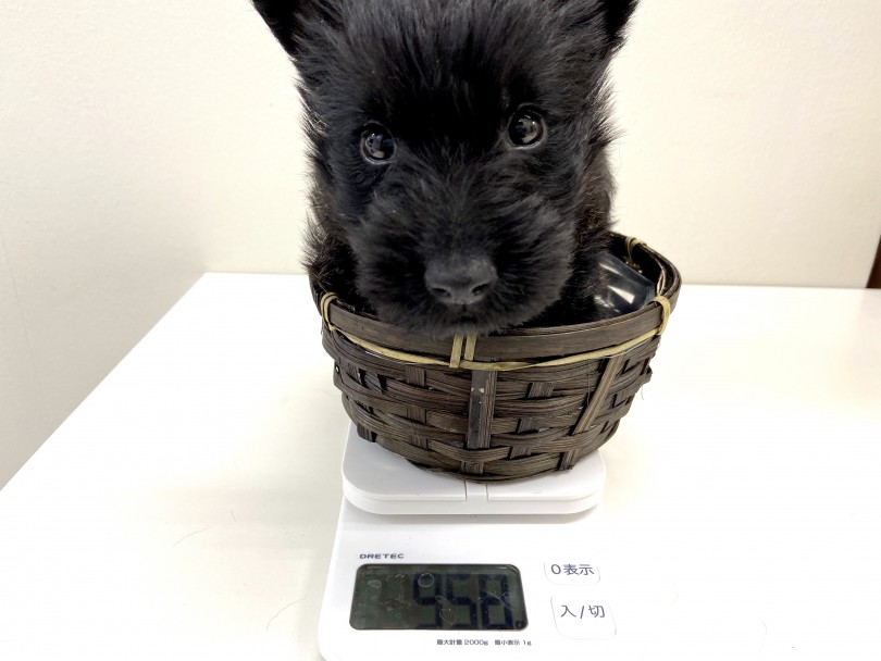 成犬時は5~6kg程度を予想 | スコティッシュテリア （150055） - 東川口店