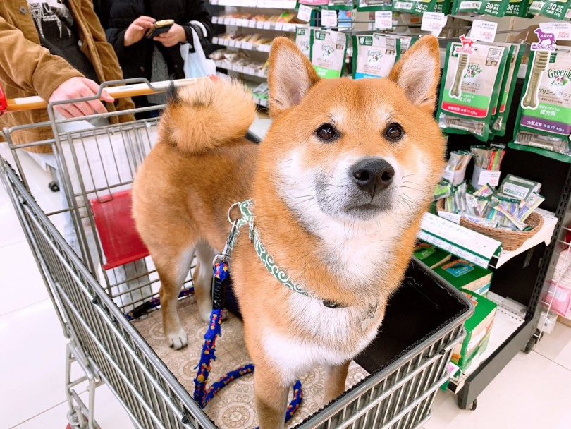 お散歩で大事なことは満足度を高めること！ | 月刊柴犬 - 大倉山店