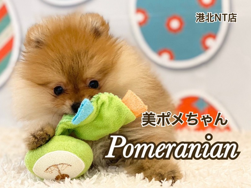 【 ポメラニアン 】ポメツートン？個性的なカラーが魅力のポメラニアン
