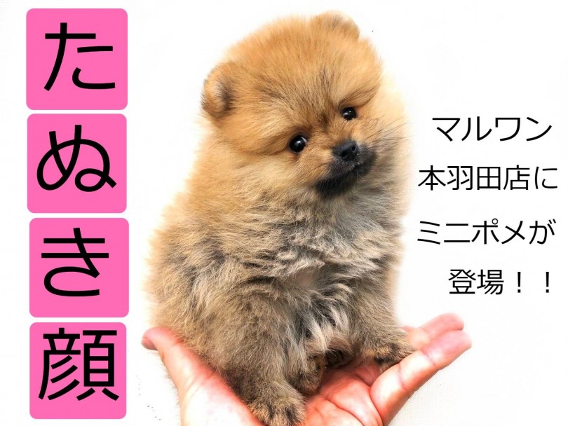 【 ポメラニアン 】たぬきポメに審査基準！？チェックポイントはここだ！！