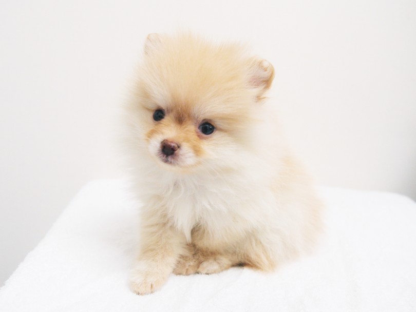 フィーリングを確認しに梅島店まで起こしください | ポメラニアン （119204） - 梅島店