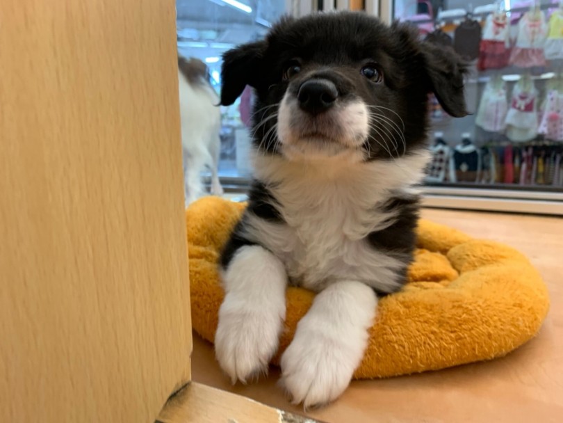 ボーダーコリーってどんな犬？ | ボーダーコリー （117247） - 鎌ヶ谷店