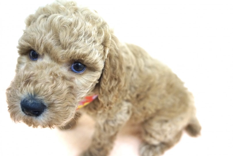 大型犬の散歩は大変？？ | スタンダード・プードル （6130877） - 大倉山店