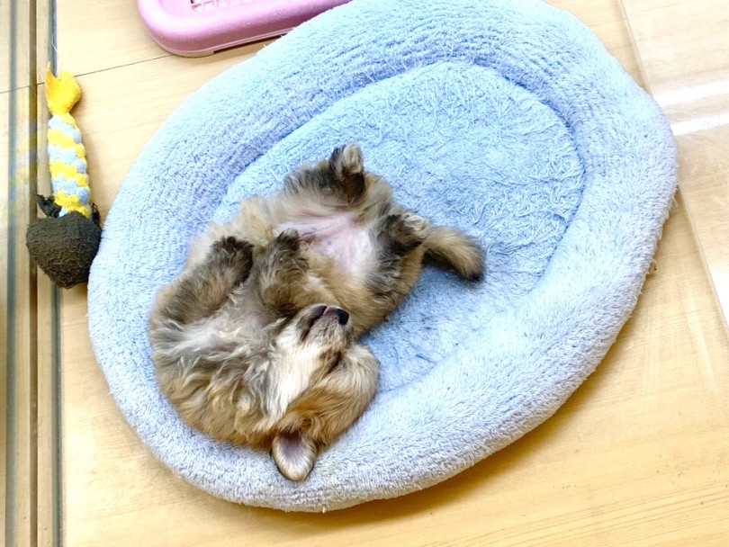 少し離れたらそのまま寝ちゃいました | MIX犬 （118416） - 城山店