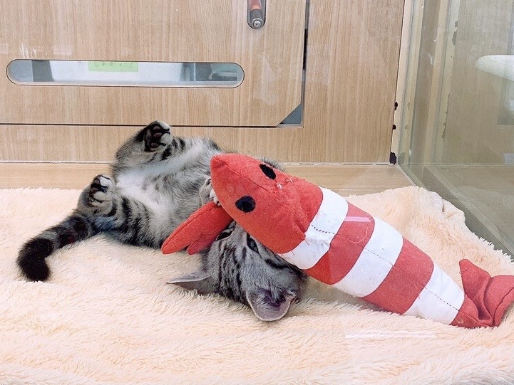 どんな種類が良いの？ | 猫のおもちゃ - お役立て情報