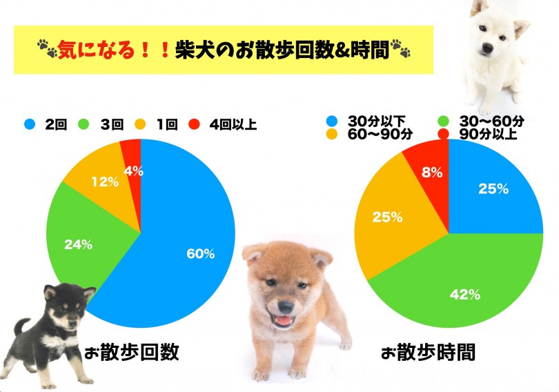 お散歩は1日何回?時間はどれくらい?? | 月刊柴犬 - 大倉山店