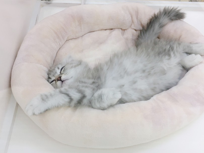 初めての猫ちゃんライフの方でも育てやすい | スコティッシュフォールド （713679） - 鶴見店