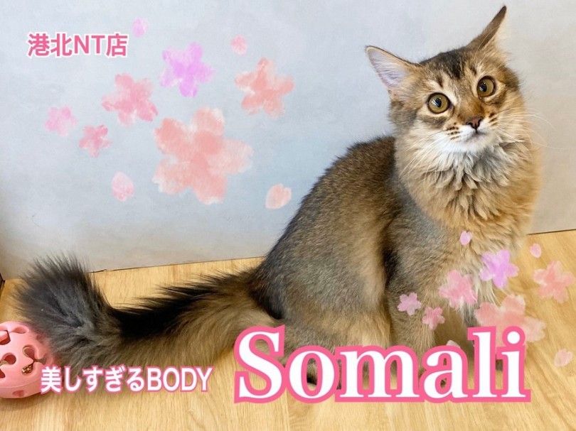 【 ソマリ 】美BODYに成長中のソマリちゃん第2弾！