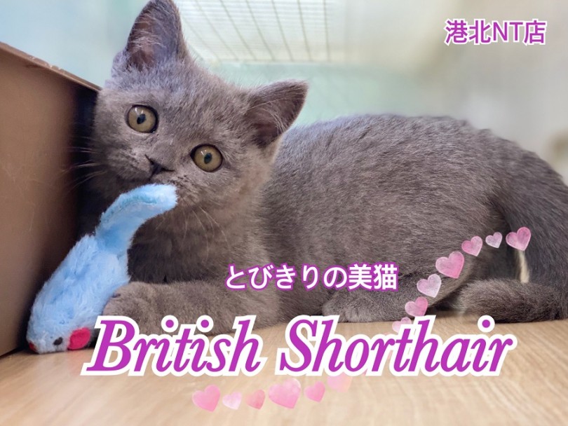 【 ブリティッシュショートヘア 】瞳もお顔も真ん丸キュートな子猫がやってきた！