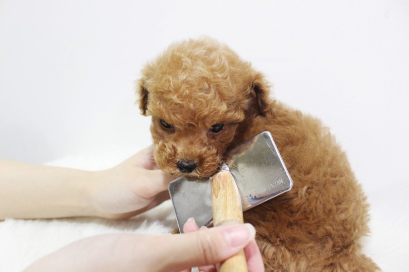 毛が抜けない犬種 | トイ・プードル （11668） - 横浜 白楽店