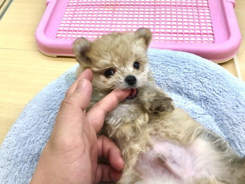 ヘソ天しながら甘えてくる遊び好きな子 | MIX犬 （118416） - 城山店