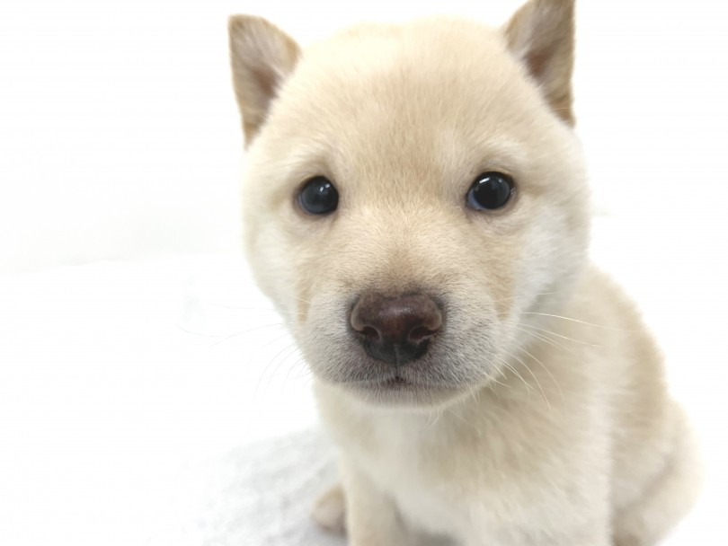 小さい体に和犬特有の柴の魅力がぎゅっと詰め込まれています | 豆柴 （140371） - 横浜 元町店