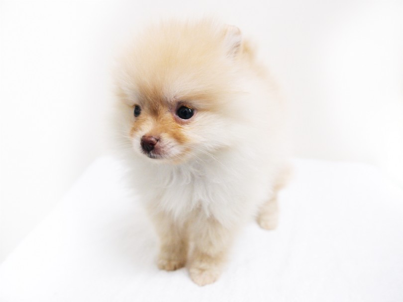 愛らしいつぶらな瞳がキュート | ポメラニアン （119204） - 梅島店