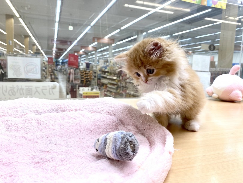  | ラガマフィン （118419） - 城山店