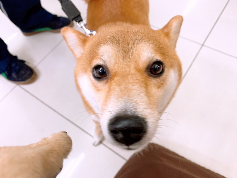 ゆずちゃん家のお散歩の工夫 | 月刊柴犬 - 大倉山店