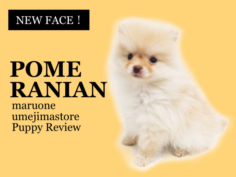 【 ポメラニアン 】つぶらな瞳の小さめクリームポメレビュー！