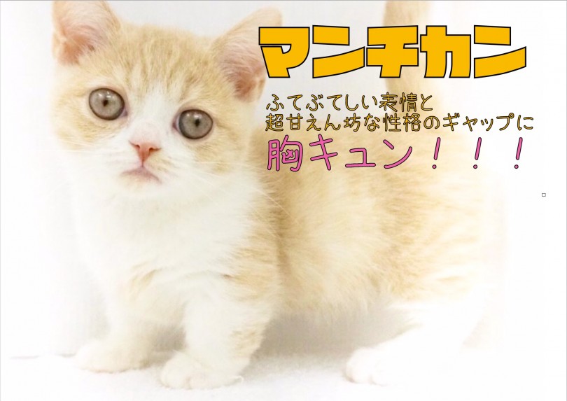 【 マンチカン 】ふてぶてしい表情と超甘えん坊な性格のギャップに胸キュン！