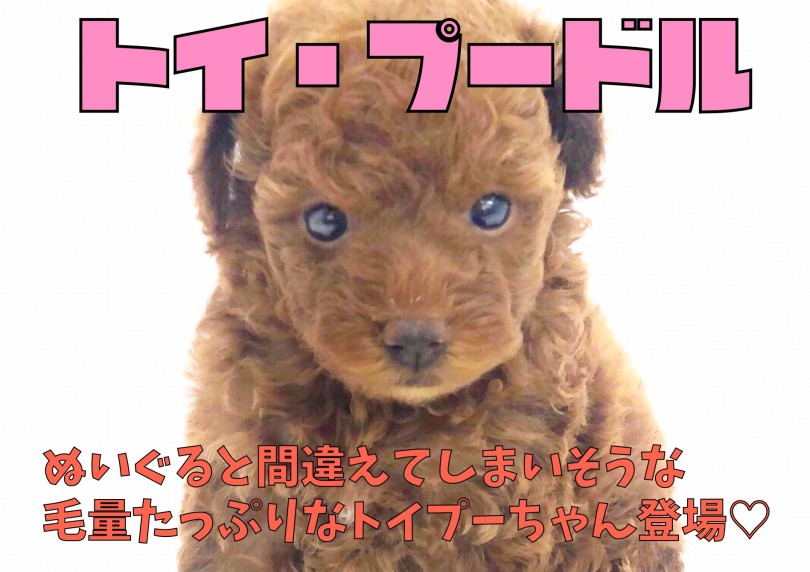 【 トイ・プードル 】ぬいぐると間違ないで！毛量たっぷりなトイプーちゃん登場 !