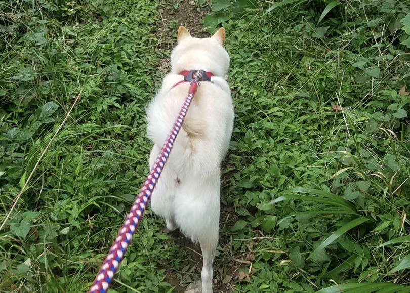 はな店長のワンコたち | 犬の首輪の種類と選ぶポイント - 大倉山店
