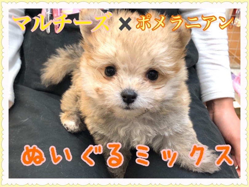【 MIX 】ぬいぐるみのように愛らしいマルポメ登場！