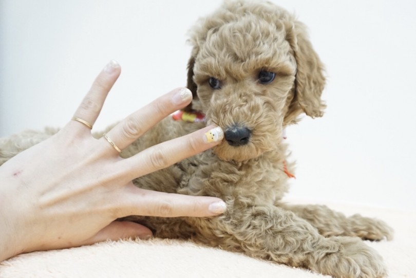 成犬時には20kg前後を予想 | スタンダード・プードル （6130877） - 大倉山店