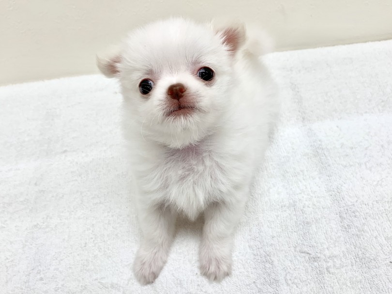 実際に手の平に乗せてフィーリングチェックしてくださいね♡ | チワワ （130196） - 高井戸店