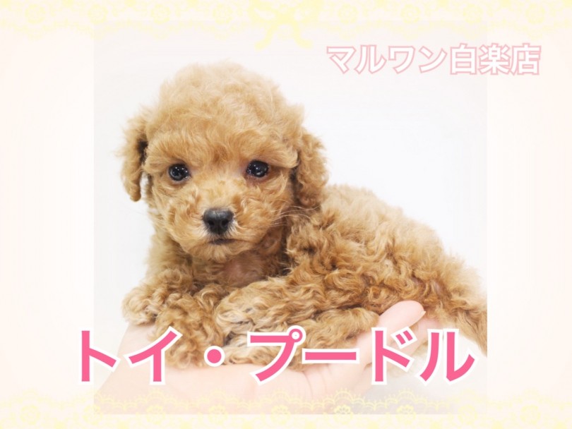 【 トイ・プードル 】小さめサイズ！スローワンライフを送りたい方必見です！