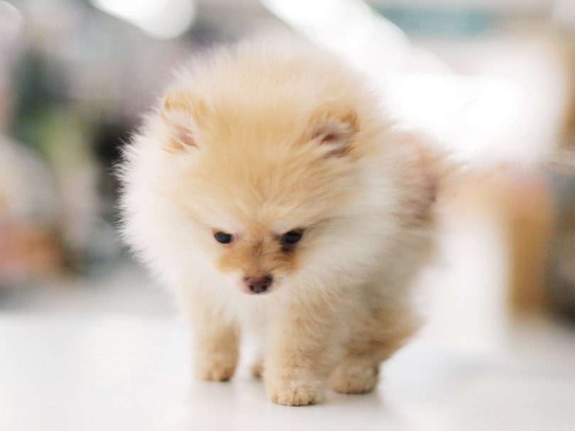 お散歩頻度は少なめ | ポメラニアン （119204） - 梅島店