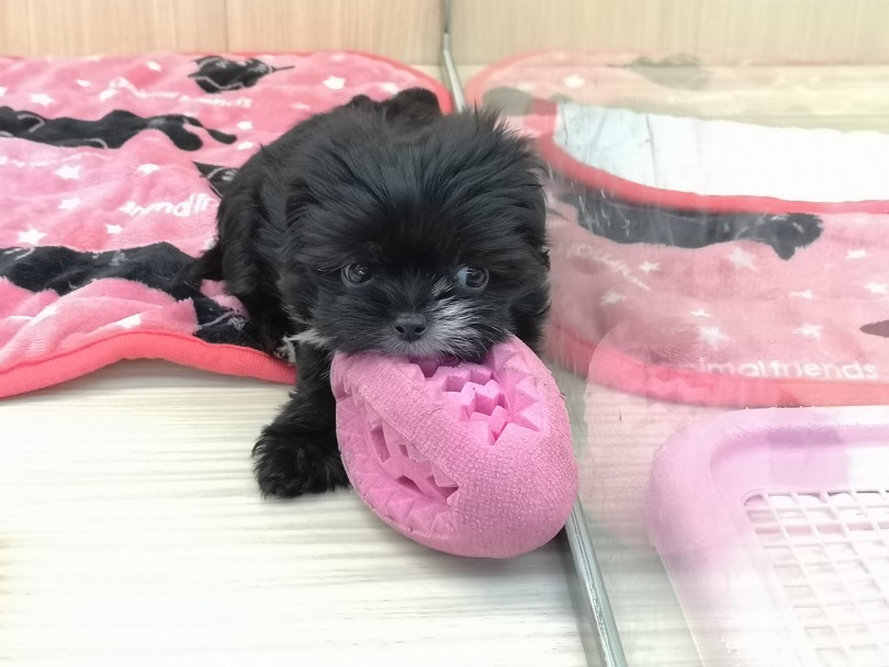 小型犬とのお家の中での過ごし方 - まったり過ごす | MIX犬 （119203） - 梅島店
