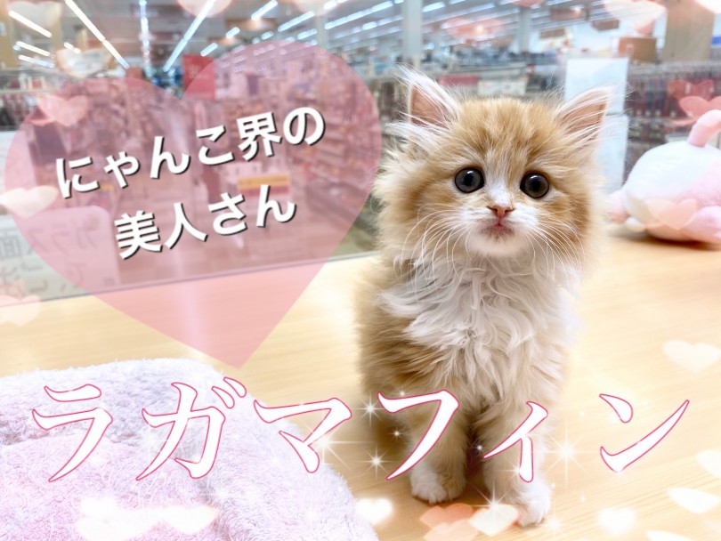 【 ラガマフィン 】うるうる瞳の甘えんぼ天使がやってきました♡