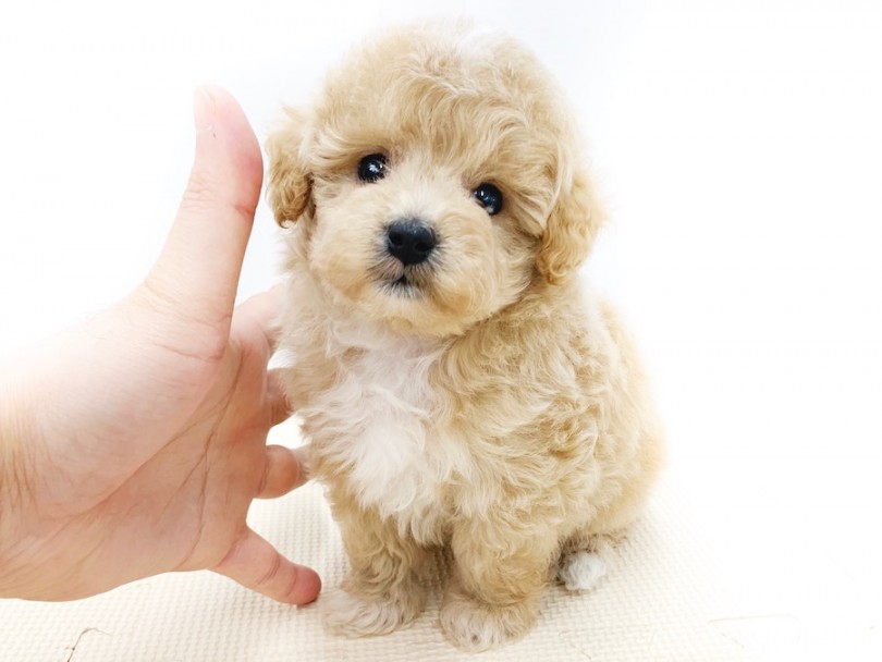 スタッフの手と背比べ | MIX犬 （814584） - 相模大塚店