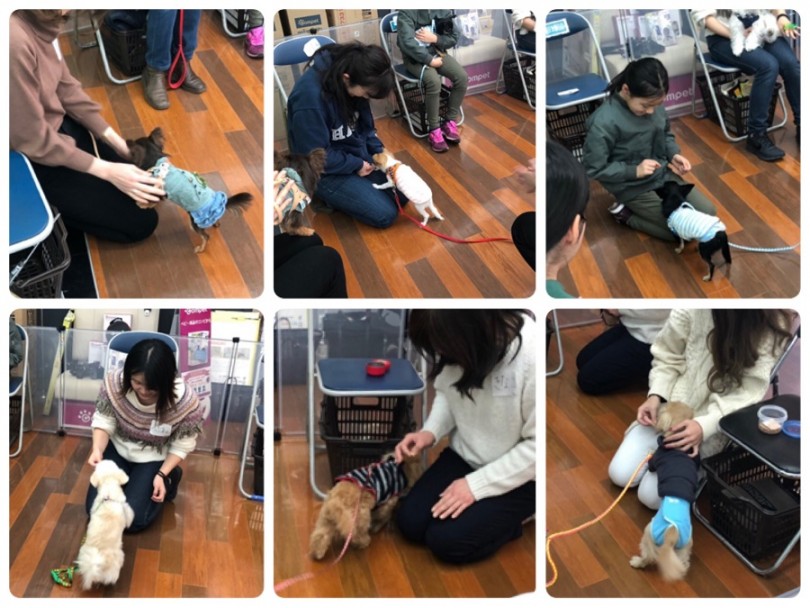 「待て」と「おいで」のトレーニング | 第14回アニコムしつけ教室 - 港北ニュータウン店