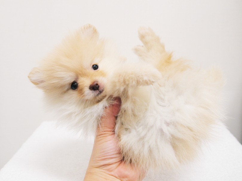 「新技！片手空中ヘソ天」ができちゃう従順性の持ち主 | ポメラニアン （119204） - 梅島店
