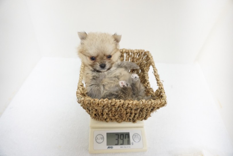 3/6の体重計測で390g | MIX犬 （6130871） - 大倉山店