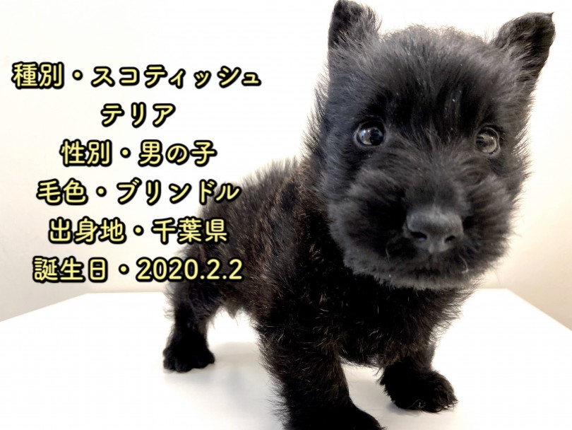 激レア犬種 | スコティッシュテリア （150055） - 東川口店
