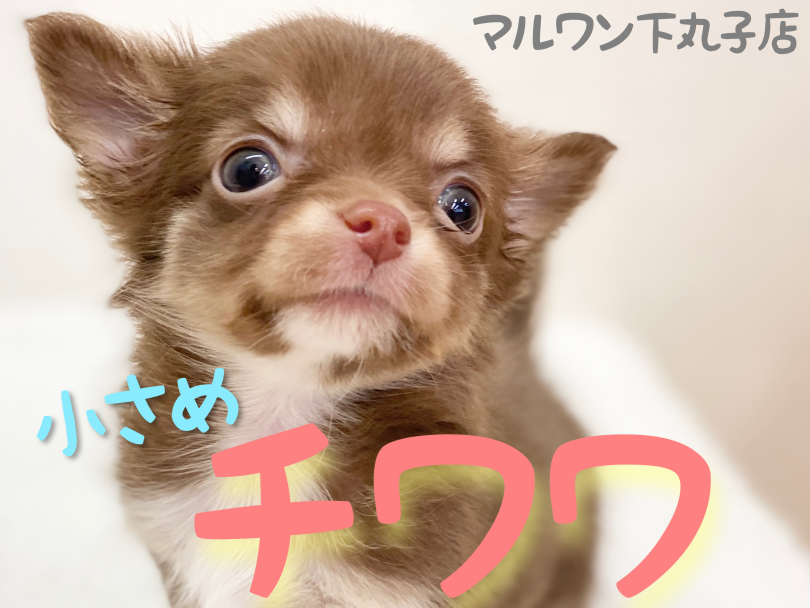 【 チワワ 】小さめチワワが人気のチョコタンでやってきました♪