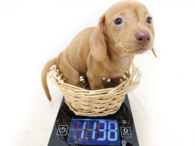 成犬時には4.5~5.5kg程を予想 | ミニチュア・ダックスフント （814583） - 相模大塚店