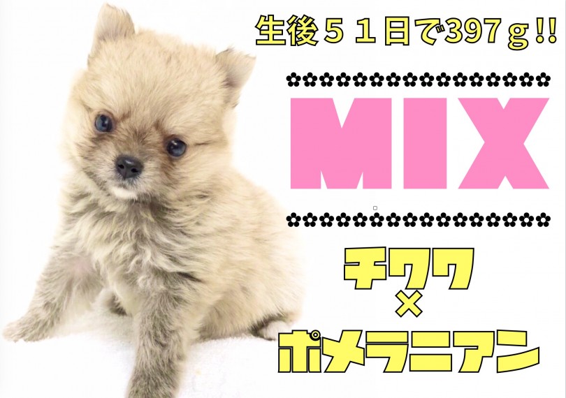 【 MIX 】生後51日体重397gの極小！チワワ×ポメラニアンのチワポメ！
