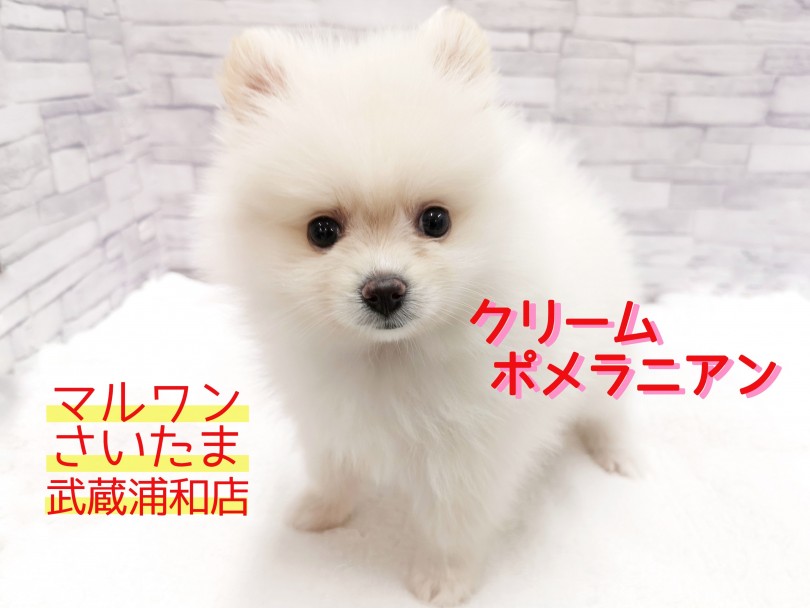 【 ポメラニアン 】白いタヌキポメ！子供と一緒に出来るお世話もご紹介！
